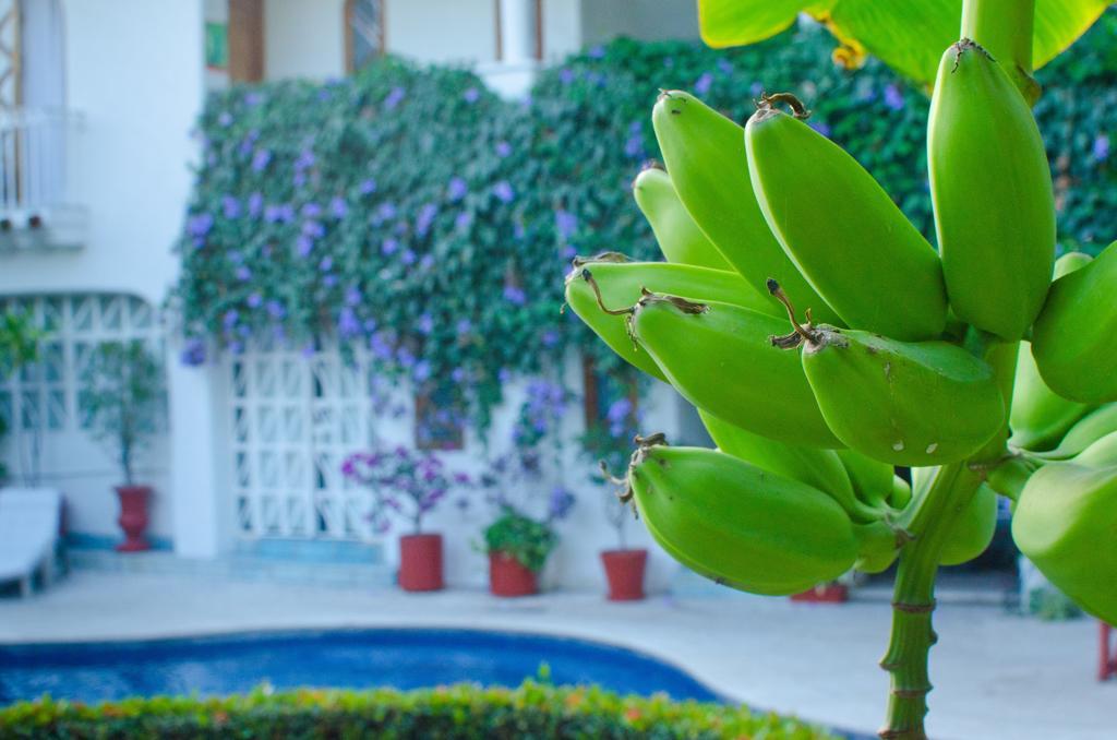 Casa Tukari Colonial House Hotel Puerto Vallarta Zewnętrze zdjęcie